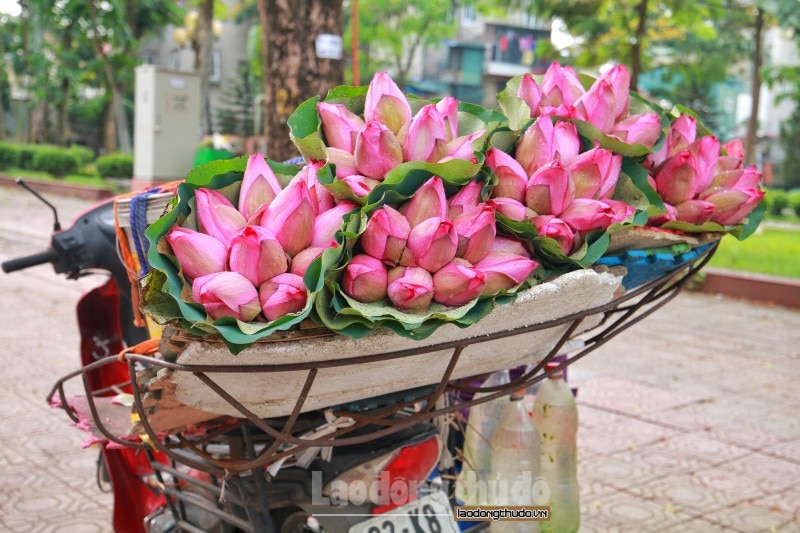 sen da u mu a xuo ng pho khoe sac khap duong pho ha noi