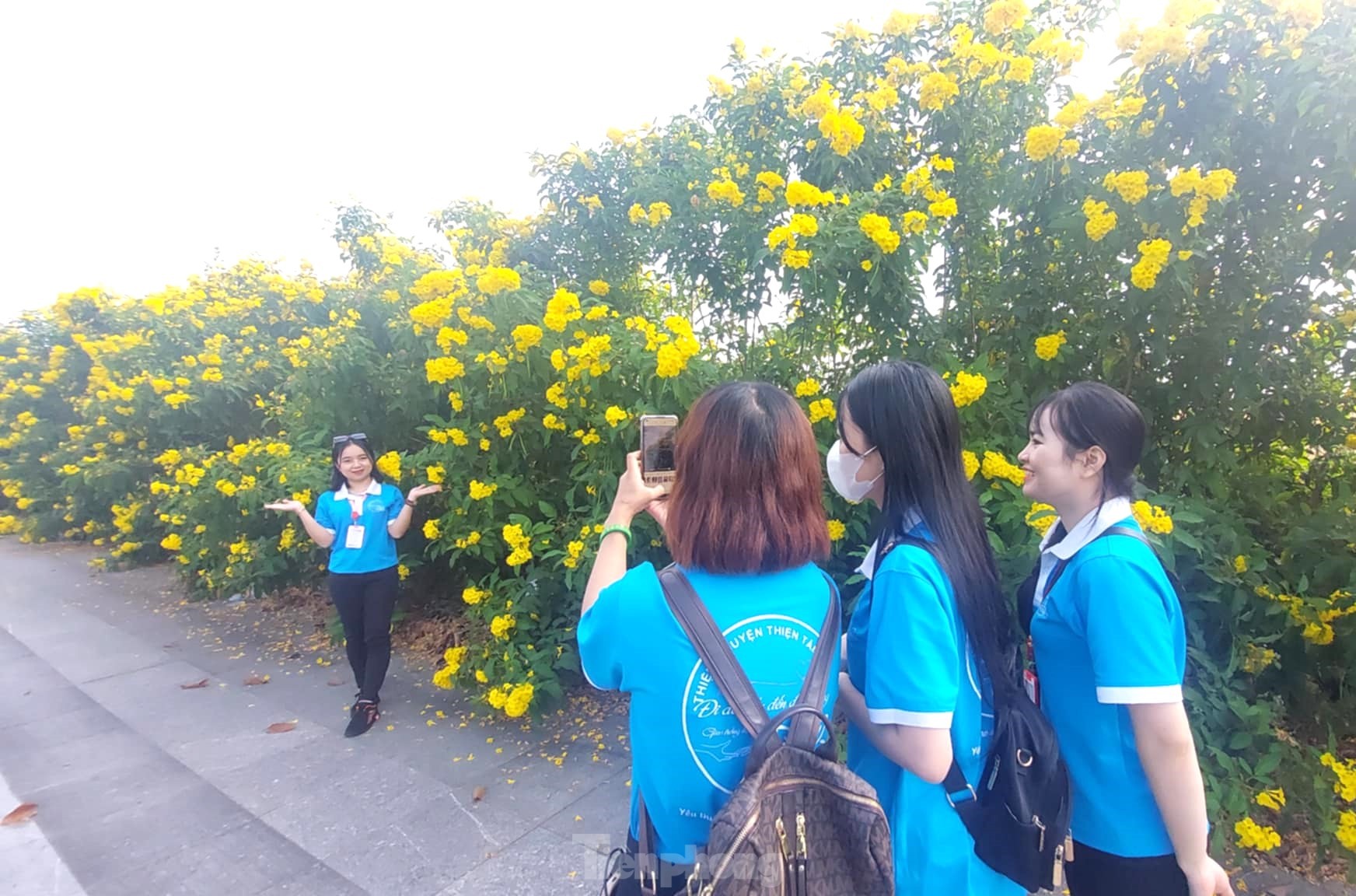 Les clochettes jaunes en pleine floraison, les rues de Binh Duong sont aussi belles que des photos 8