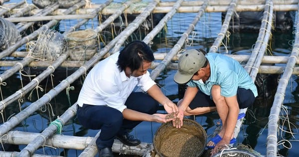 クアンニン省ヴァンドン島地区の海洋農家の柔らかい砂への「渇望」