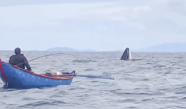 Wale scheinen im Meer von Binh Dinh zu jagen. Foto 1