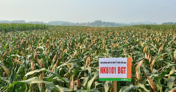 Syngenta introduces new genetically modified corn variety NK6101BGT