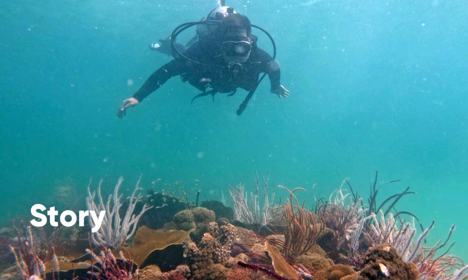 Coral diving: Enjoy the full beauty of Co To sea