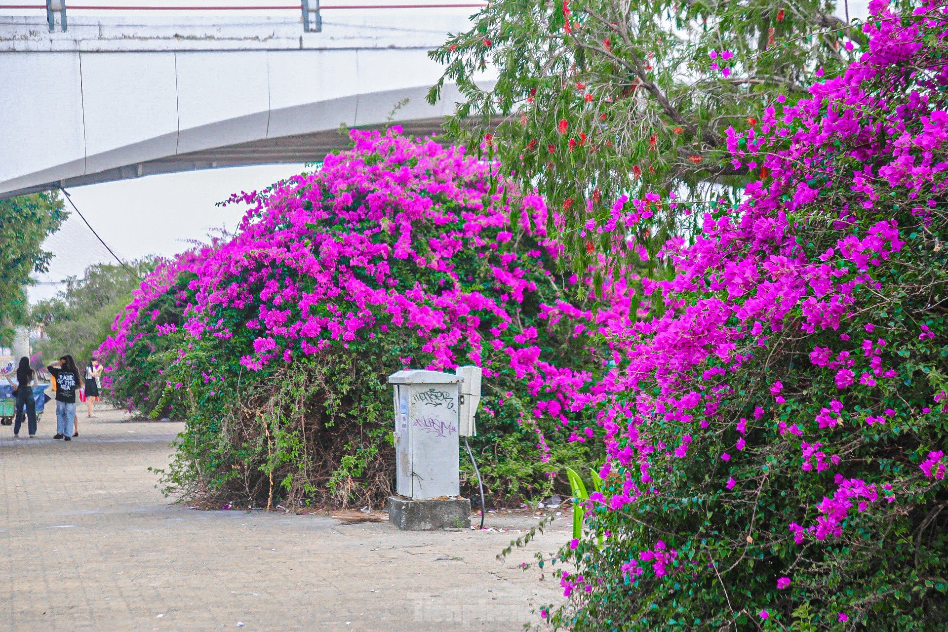 'Fiebre' con las brillantes flores de buganvilla floreciendo en ambas orillas del río Han foto 12