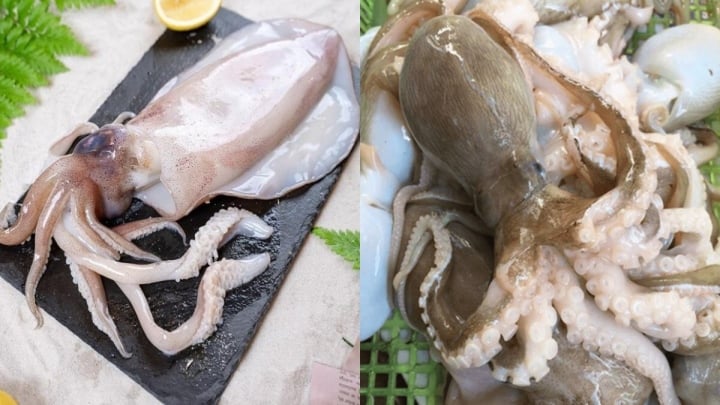 世界で最も奇妙な心を持つ動物のリスト - 1