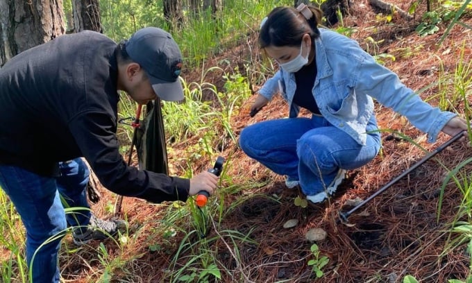 Los guías locales conducen a los turistas a recoger setas en el bosque de pinos. Foto: Quoc Dung.