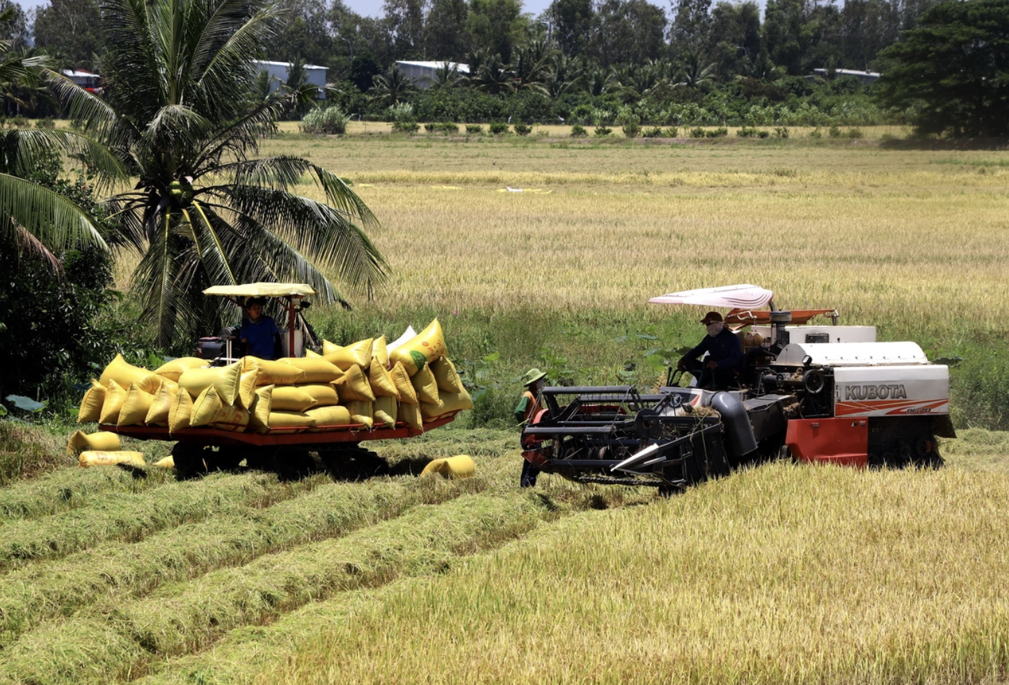 Biến sợi rơm thành sợi vàng  - Ảnh 1.