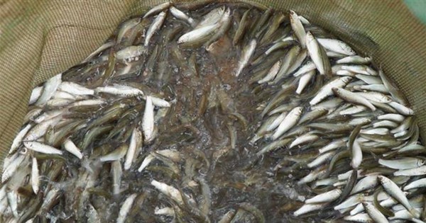 ティエン川の水源は朱色で、洪水期にはドンタップには美味しい魚がたくさんいます。高麗人参の魚が売られています。