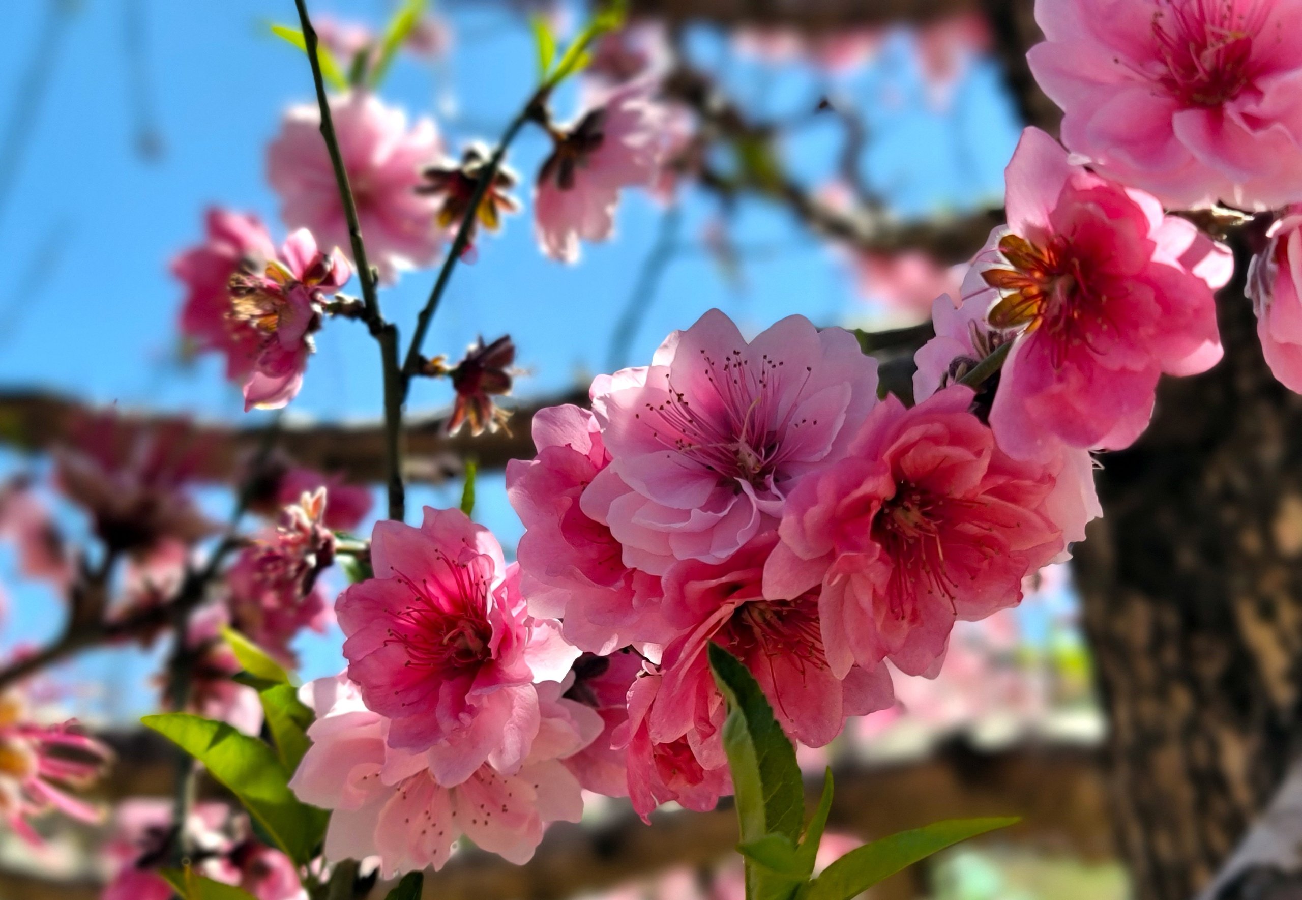 ラカの桃栽培農家は旧正月の準備に忙しい。