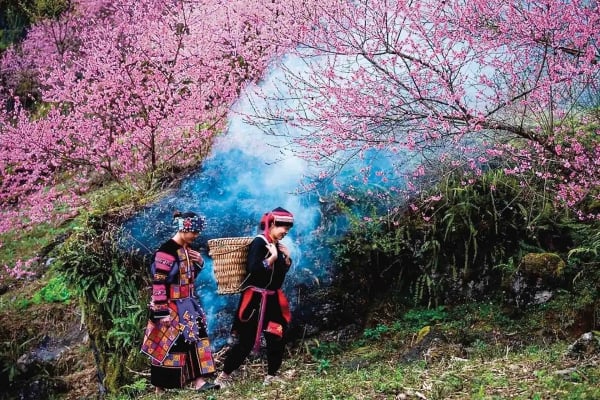 春の花道