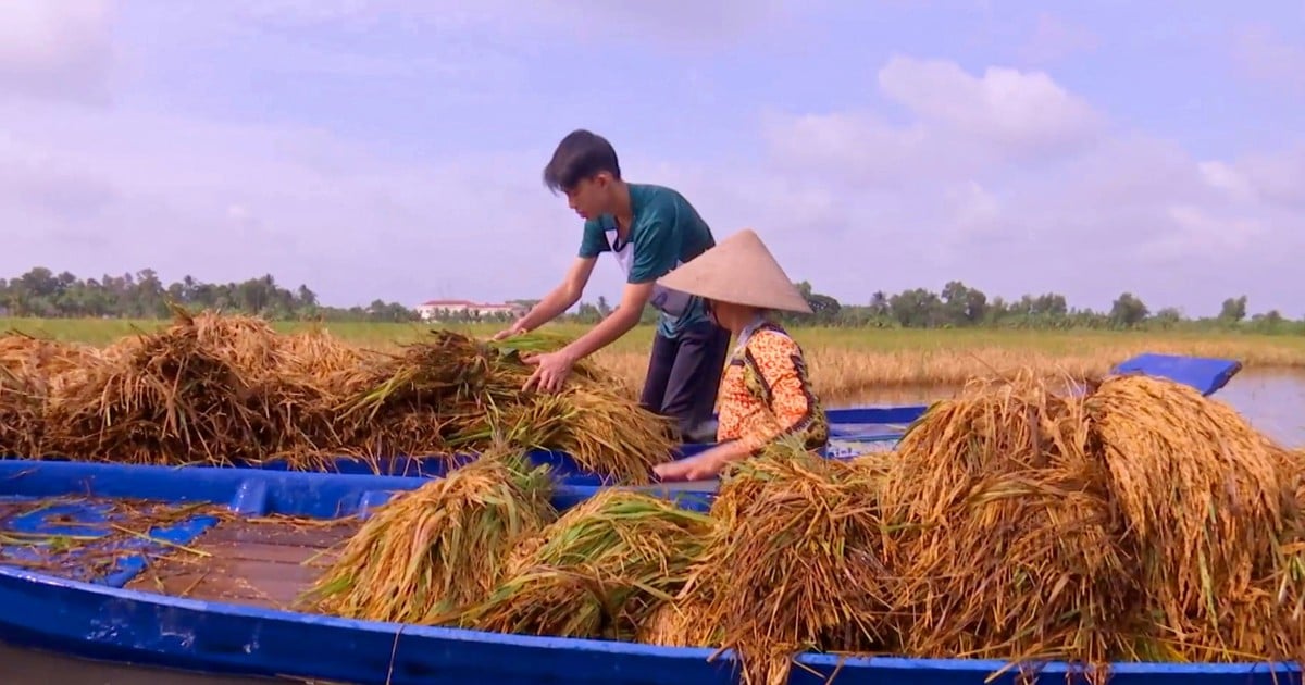 ĐBSCL: Tổng lực giúp nông dân thu hoạch lúa, giảm thiệt hại