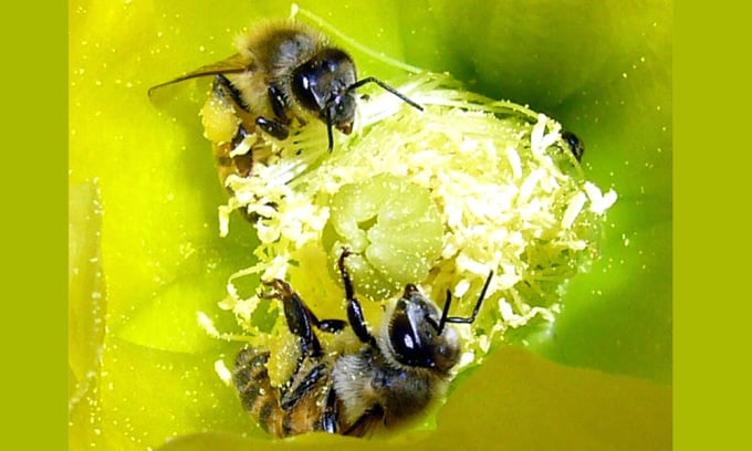 Killerbienen (afrikanisierte Bienen) sammeln Pollen in der Mojave-Wüste. Foto: Wikimedia