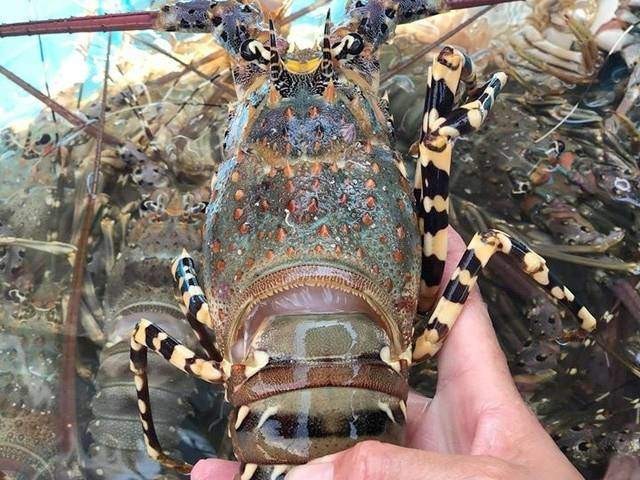 Supprimer les difficultés pour les exportations de homard vers la Chine : vérifier l'origine, octroyer des licences aux entreprises qualifiées