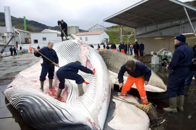 Thợ săn cá voi mổ bụng một con cá voi vây tại Iceland ngày 19/6/2009. Ảnh: Halldor Kolbeins/AFP