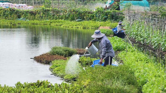 Trồng rau trên mặt nước ảnh 8