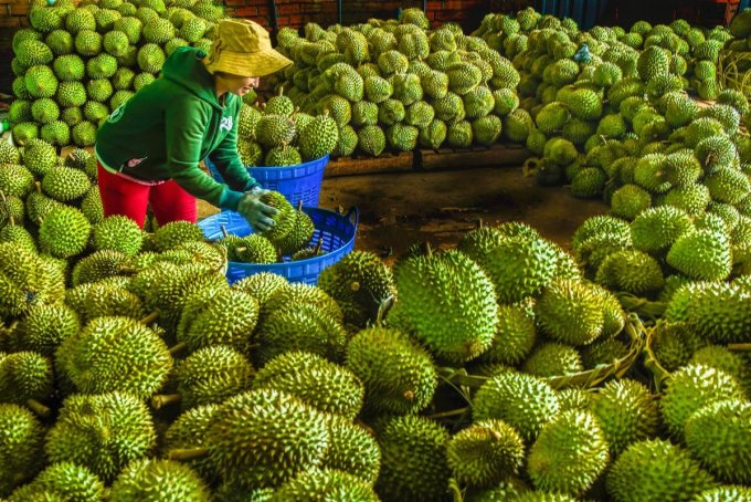 Sầu riêng tại vựa ở Long Khánh (Đồng Nai). Ảnh:Phước Tuấn