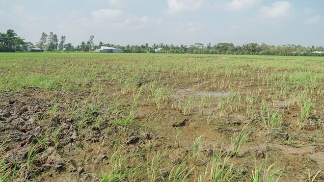 Khoảng 1.000ha ảnh hưởng hạn mặn, Chủ tịch UBND tỉnh Sóc Trăng chỉ đạo cứu lúa