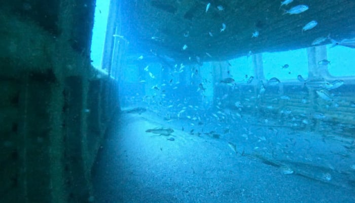 Subway Car Turned Into a Home for Marine Creatures