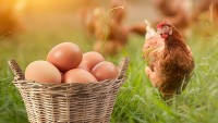 Bộ Y tế: Tăng cường các biện pháp phòng chống nguy cơ nhiễm cúm gia cầm có thể lây sang người
