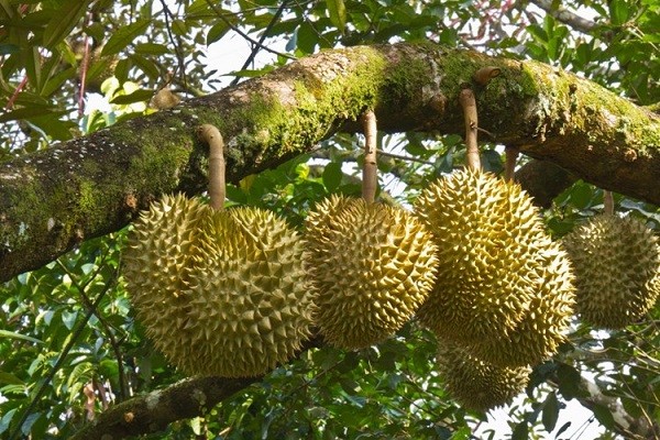 Gründe für die Warnung vor 30 Durian-Lieferungen, die nach China exportiert wurden