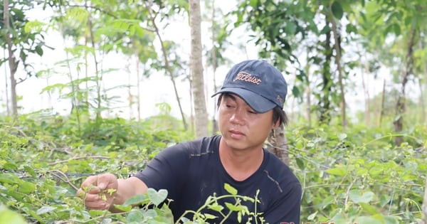 Growing passion flower to make a specialty vegetable, rich in fiber and protein, why are Binh Phuoc people so sad?