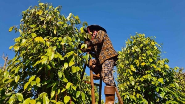 Exportmarkt schwankt, Pfefferexporte nach China gehen stark zurück