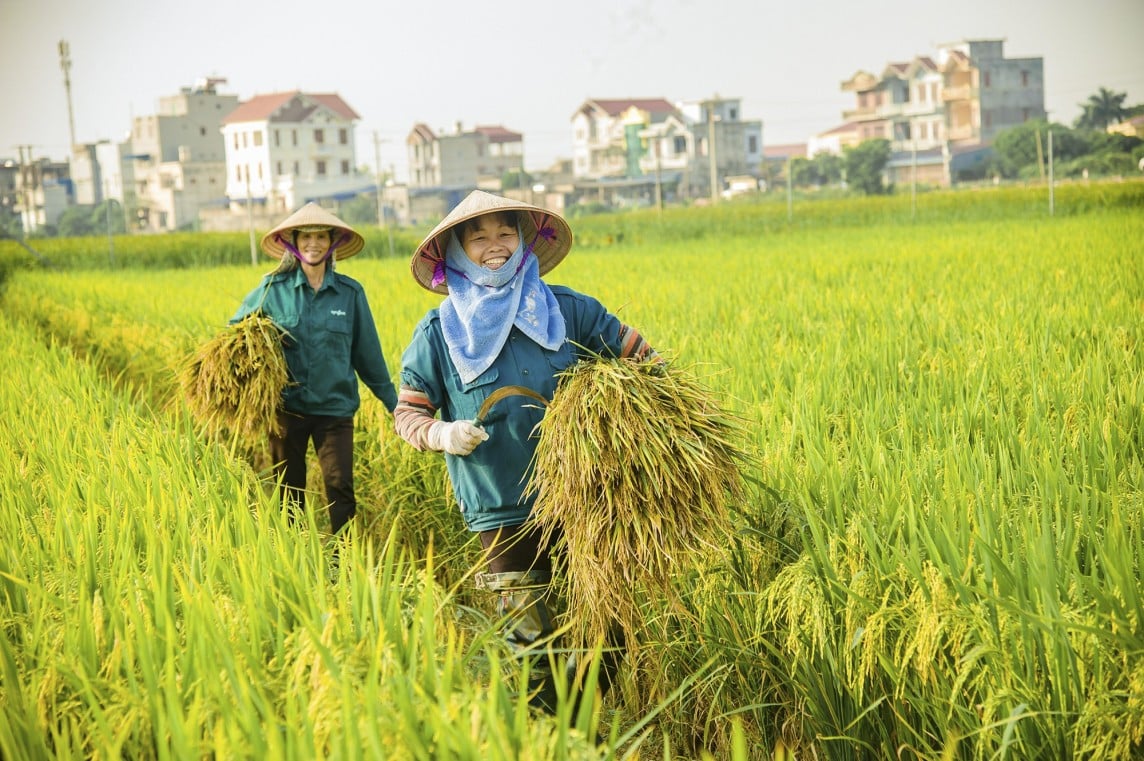 Aufgrund der vielen Vorteile werden die vietnamesischen Reisexporte auf die Philippinen weiterhin florieren.