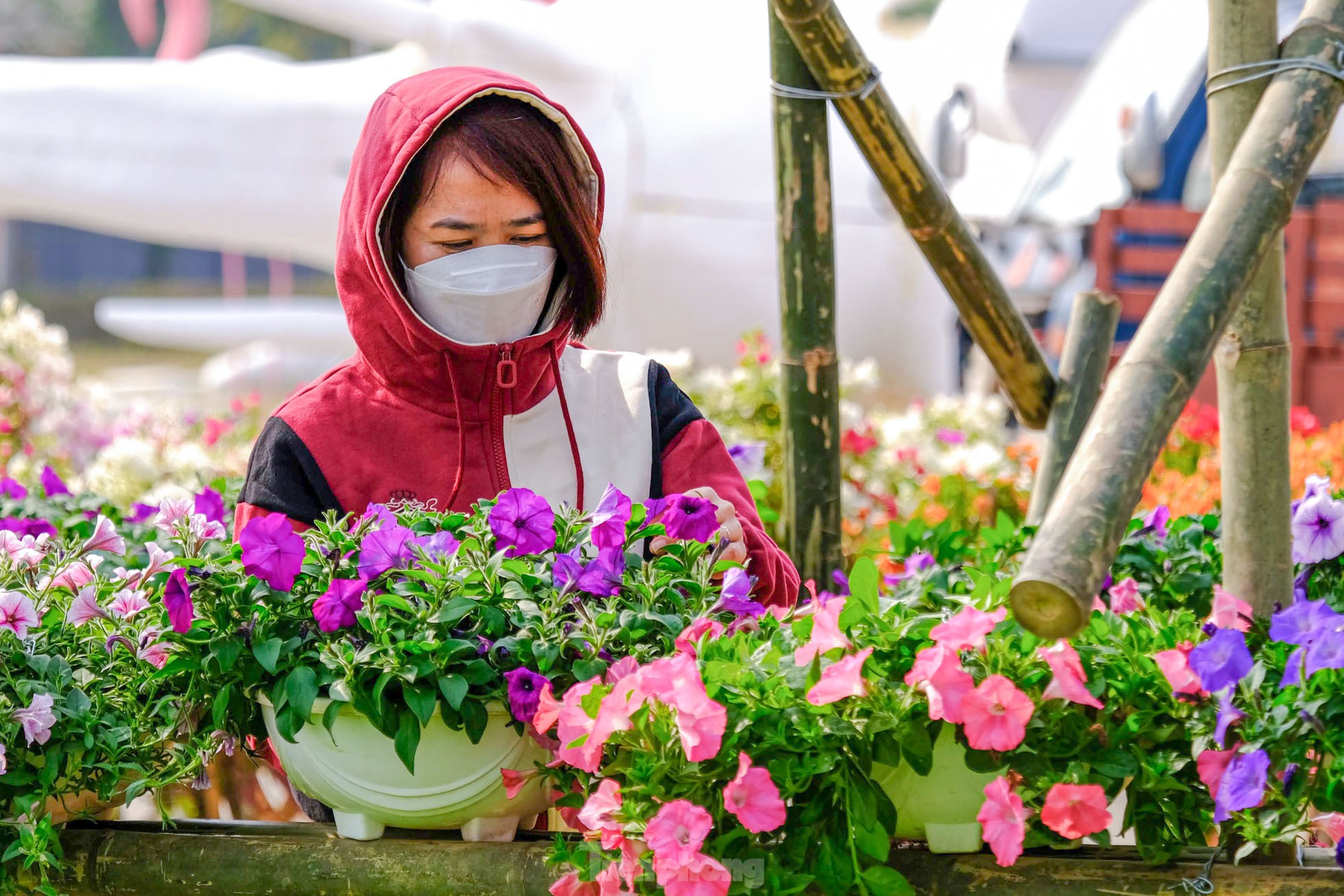 Ngàn hoa Xuân khoe sắc tại lễ hội hoa lớn nhất miền Bắc ảnh 15