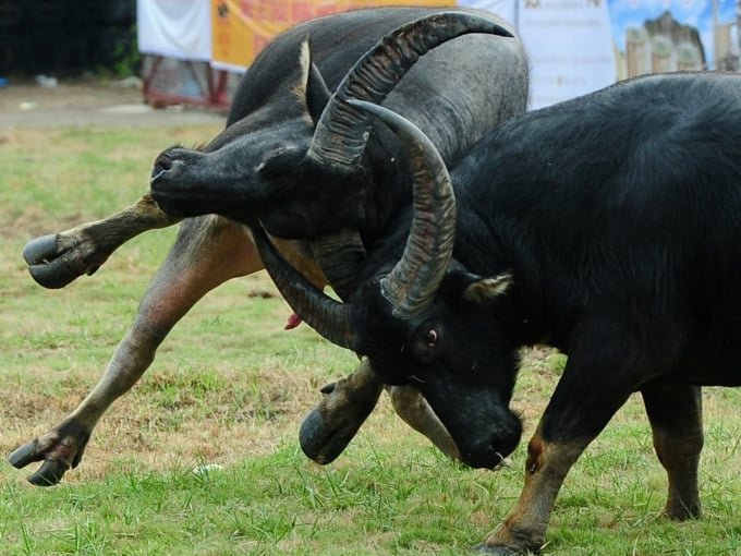 Les combats de buffles de Do Son sont dramatiques et pleins de surprises inattendues difficiles à expliquer. Photo de Le Tan