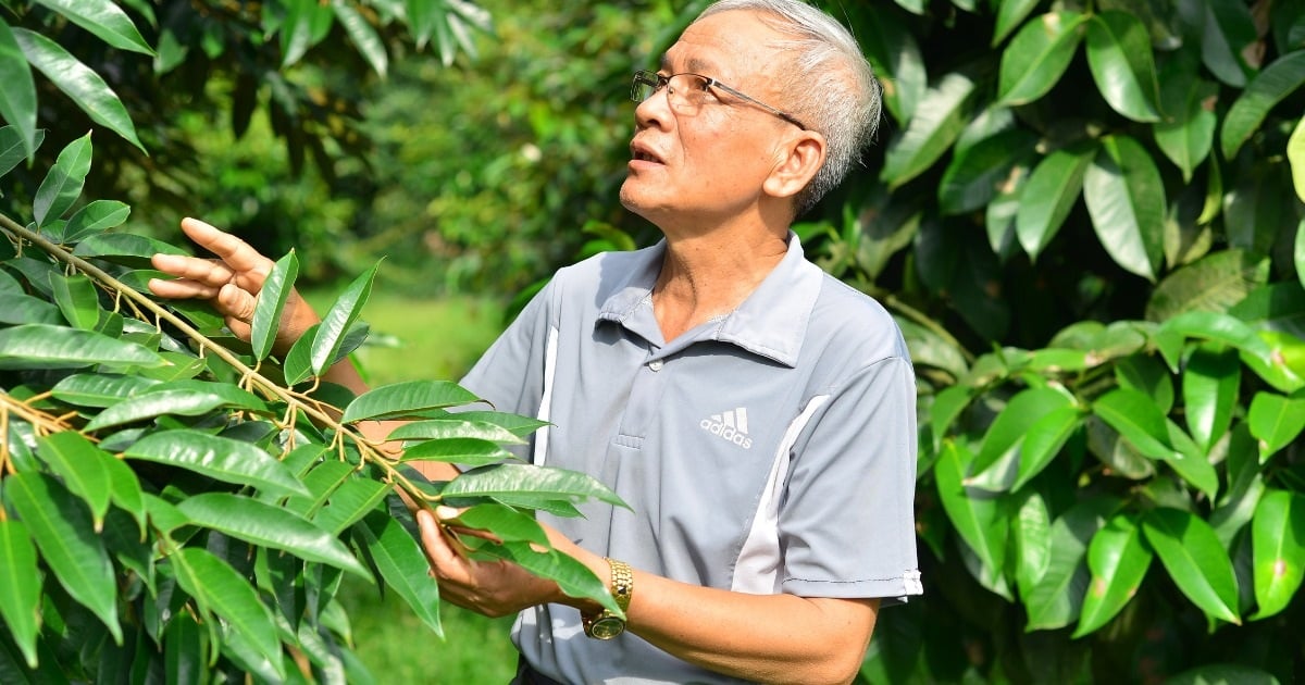 Trồng "cây tỷ đô", cụ ông 75 tuổi có thu nhập khiến người trẻ nể phục