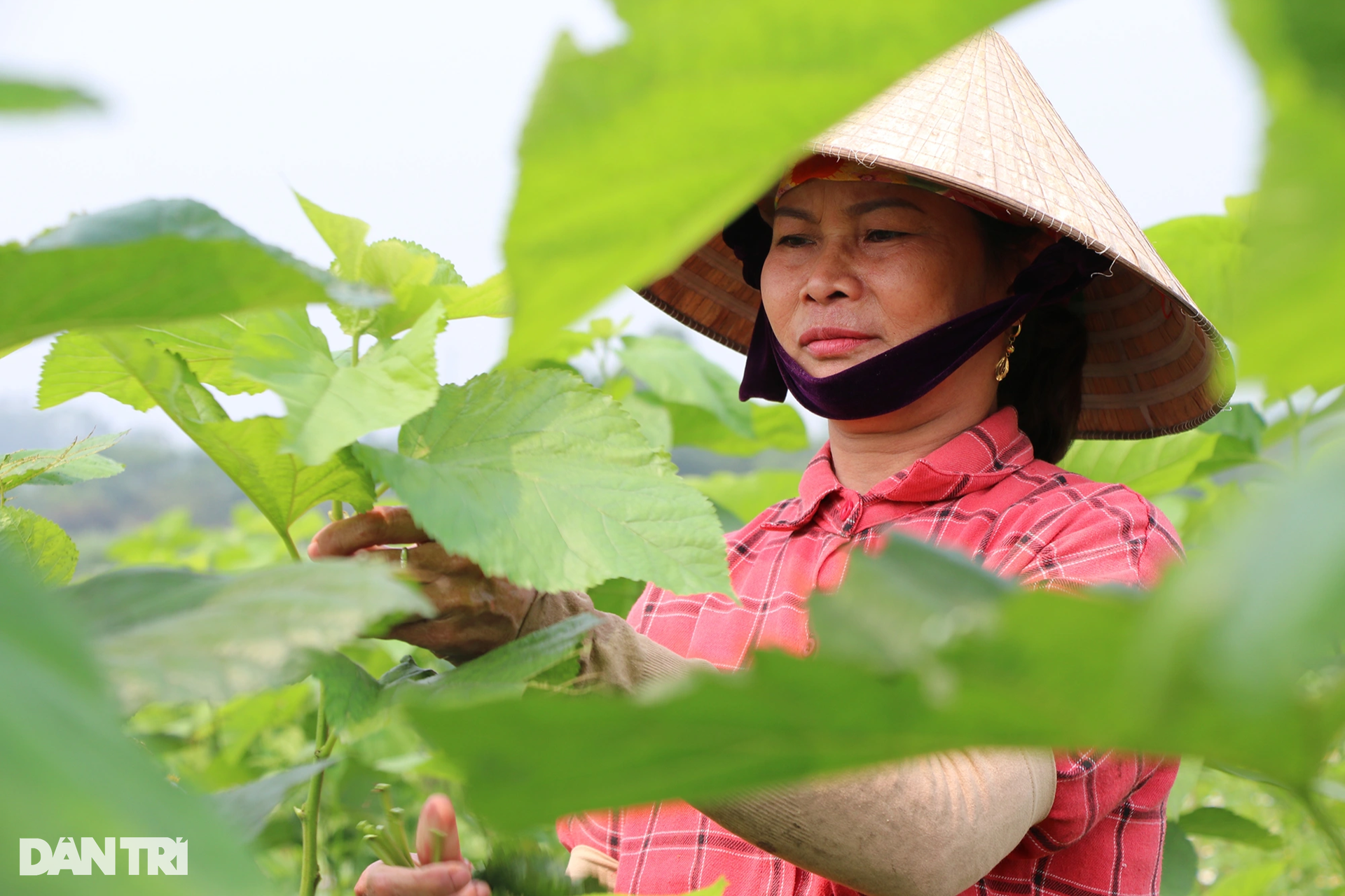 Lãi kép từ nuôi con khó chiều, nằm điều hòa - 3
