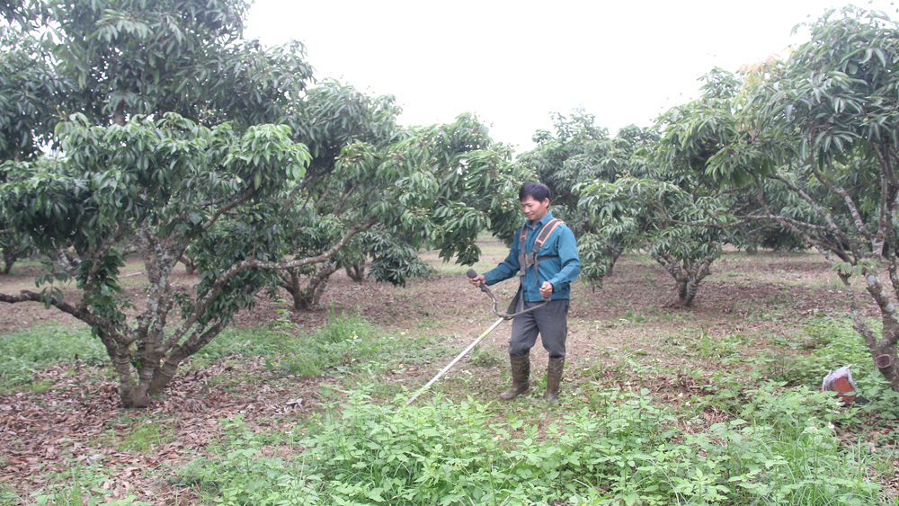 Luc Ngan obtient 10 codes supplémentaires pour les zones de culture de litchis exportés vers l'Australie et le Japon |=> Publié dans le journal Bac Giang