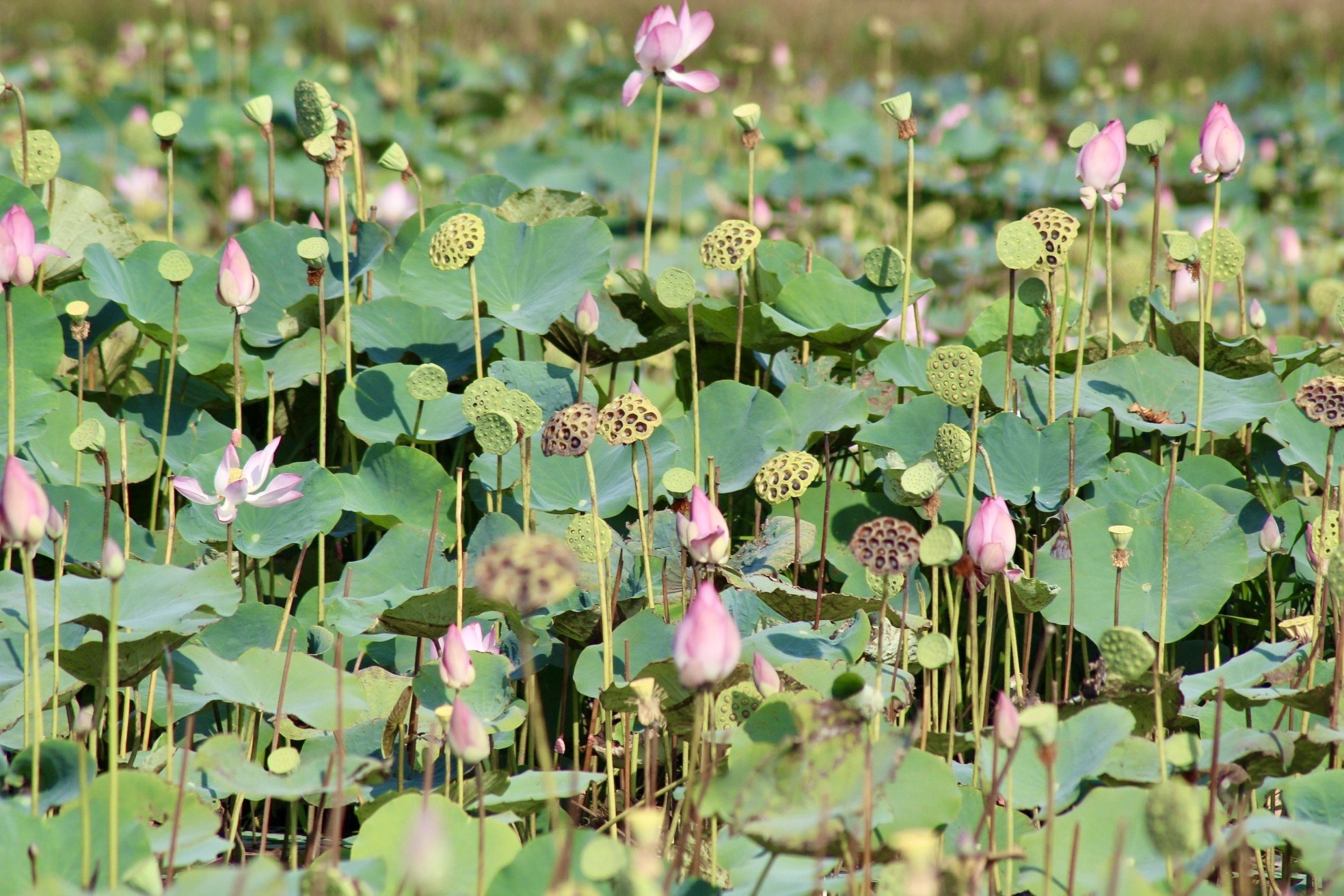 Khanh Hoa farmers harvest lotus in the sun photo 2