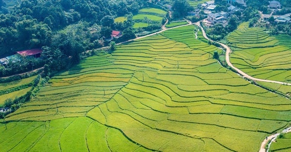 Ruộng bậc thang ở Lào Cai sau cơn lũ đang vươn mình chín vàng, hứa hẹn bội thu