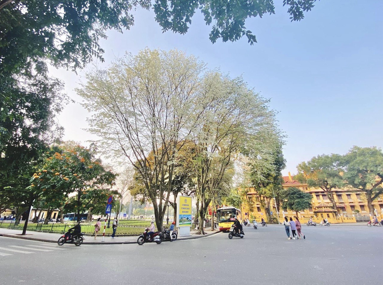 Weiß blühende Su-Blumen schmücken die Straßen von Hanoi und verleihen ihnen eine romantischere Note. Foto: Linh Boo