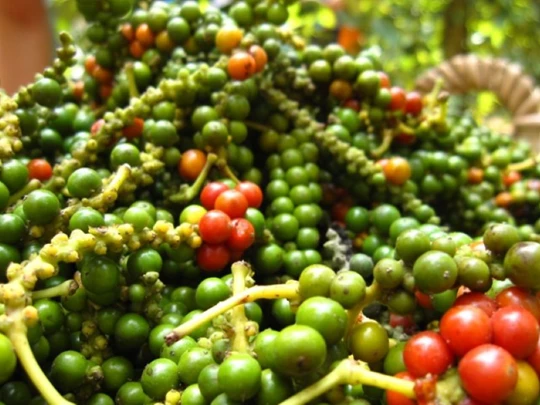 Agricultural product prices on December 27, 2024: Pepper and coffee increased sharply