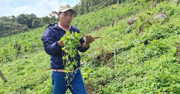 ปลูก Morinda officinalis และ Panax notoginseng ในป่ากวางนาม ขุดรากขาย 200-260,000 VND/kg