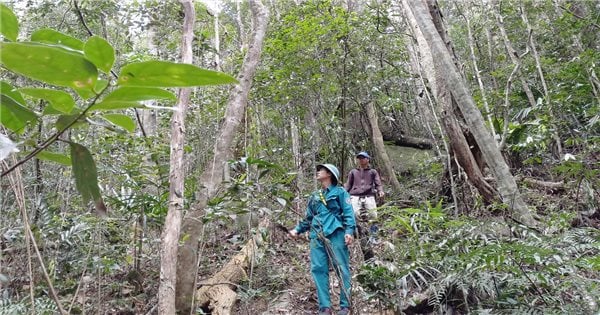 Quang Ngai: Proposing many policies to support forestry development