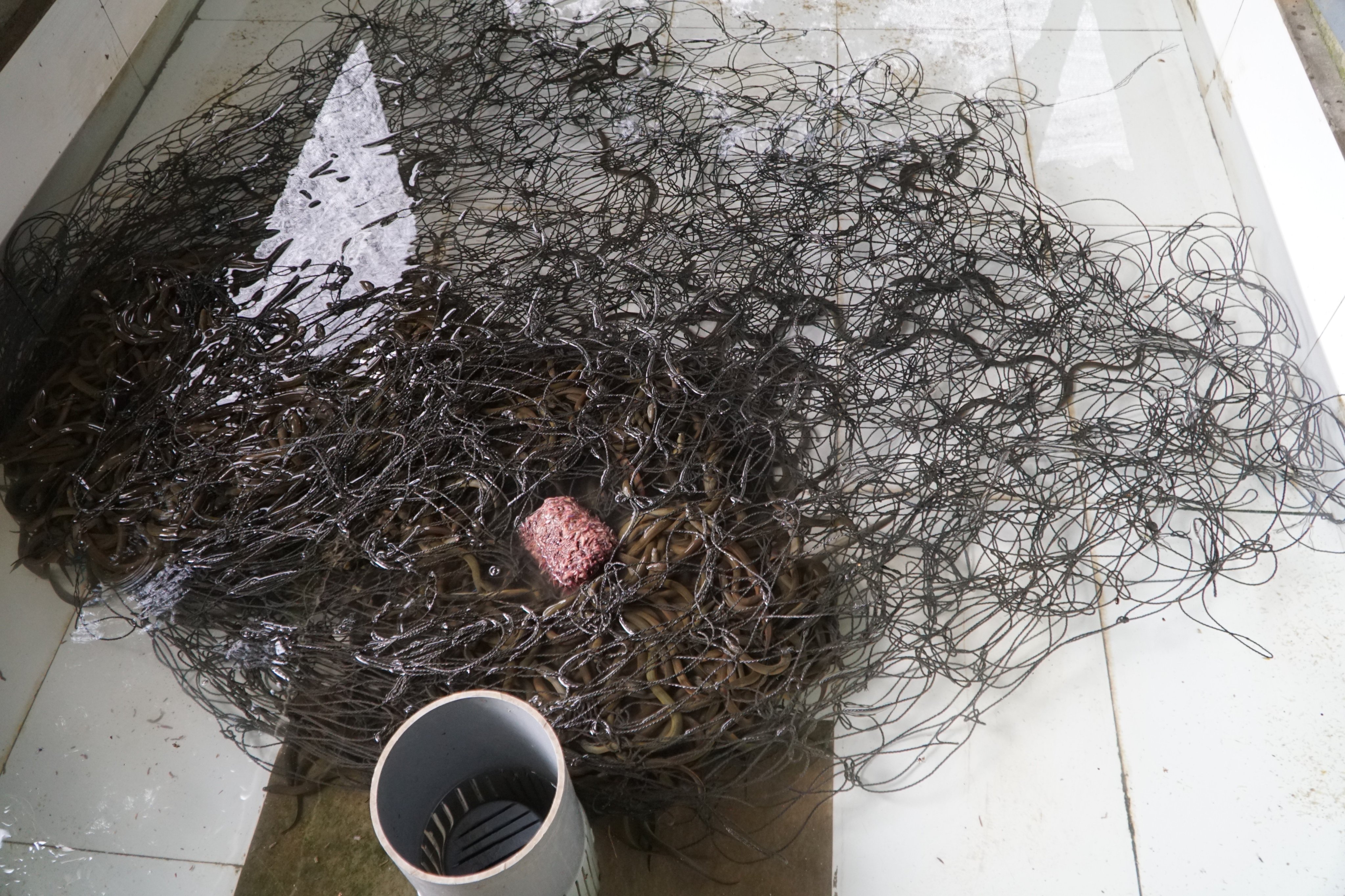 Currently, Mr. Tinh continues to develop the mud-free eel farming model, purchasing products for a number of other households. Photo: Quach Du