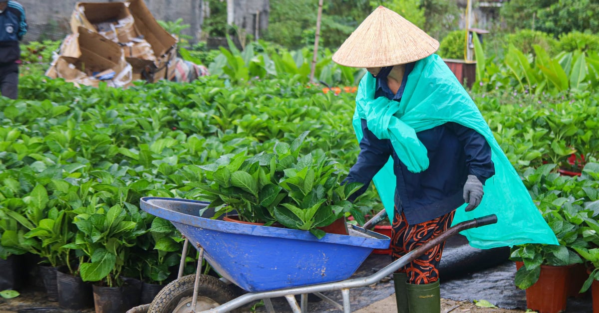 Mưa dài ngày, nhiều nhà vườn Đà Nẵng nhọc nhằn vụ hoa Tết