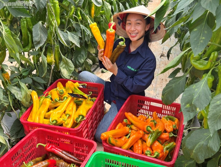 „Supergroße“ Chilischoten sind teuer, Kunden warten einen Monat auf ihre Bestellung – 1