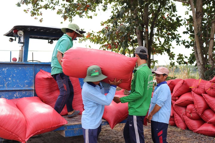 ការ​ច្រូតកាត់​ស្រូវ​នៅ​សហករណ៍​សេវា​ពូជ និង​កសិកម្ម​ឃុំ Bau Don ស្រុក Go Dau។ (រូបថត៖ Truc Ly)