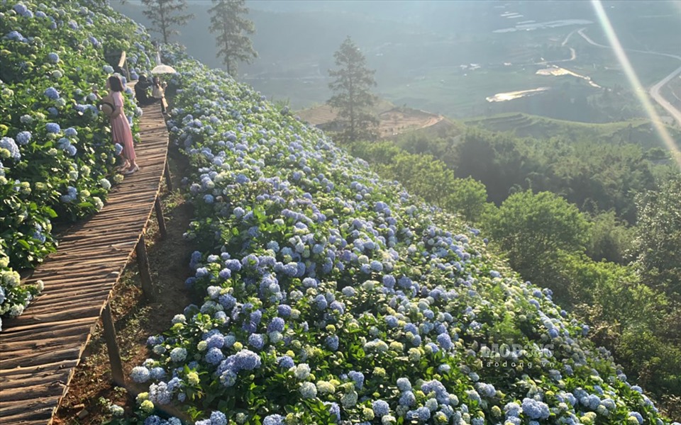 Lo que atrae especialmente a los turistas es la gran cantidad de hortensias plantadas en la ladera. Cuando florecen, crean un efecto mágico y brillante que no se encuentra en ningún otro lugar.