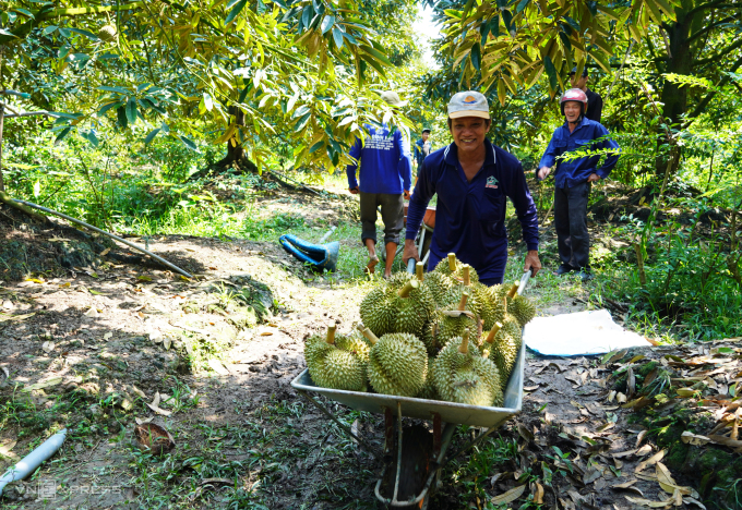 Récolte de durians dans la ville de Cai Lay, Tien Giang. Photo : Hoang Nam