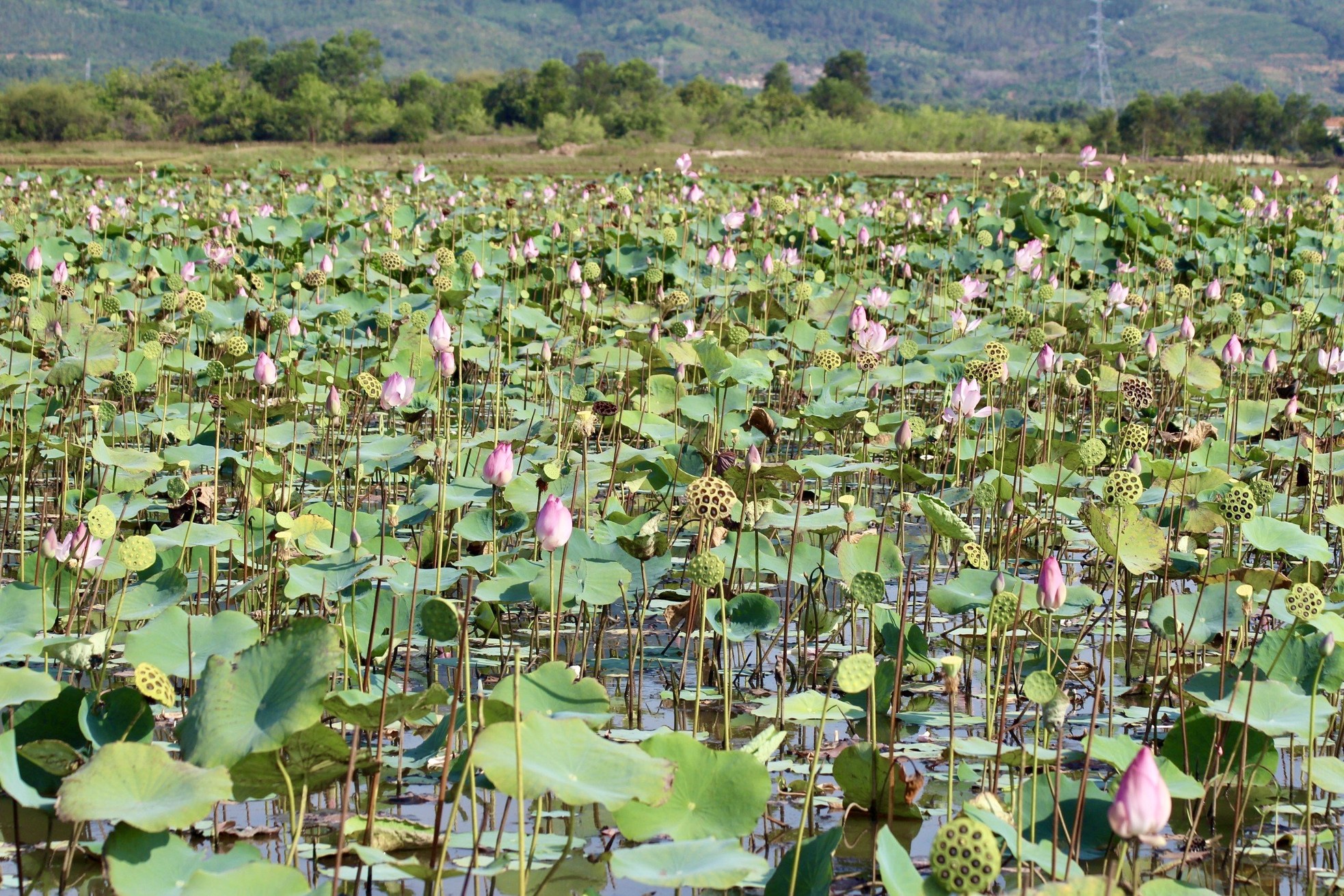 Khanh Hoa farmers brave the sun to harvest lotus flowers photo 7