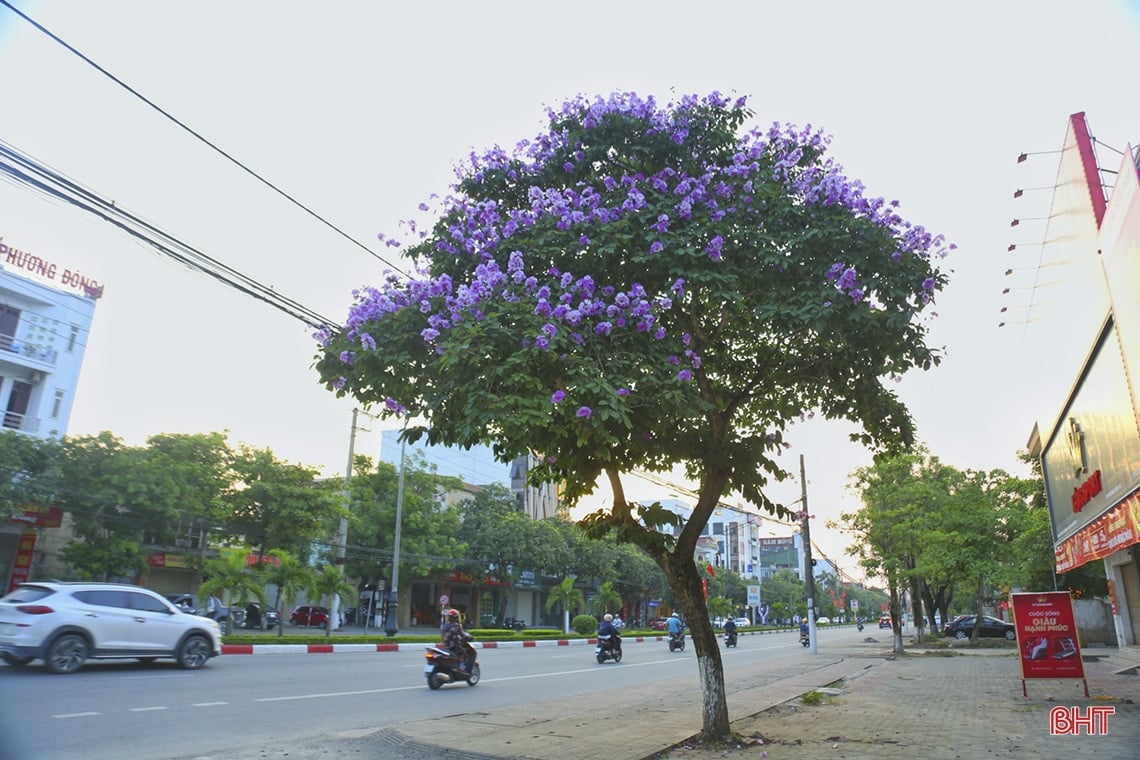 Ngắm vẻ đẹp của hoa bằng lăng trên phố phường Hà Tĩnh