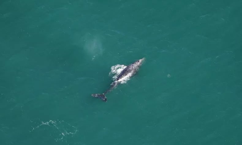 Las ballenas grises reaparecen en el Atlántico después de 200 años