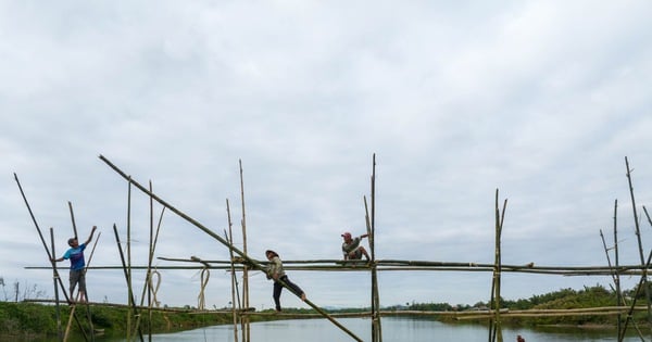 Người dân đu mình cắm sào làm cầu ‘Thạch Sanh’ nối hai bờ sông Thu Bồn