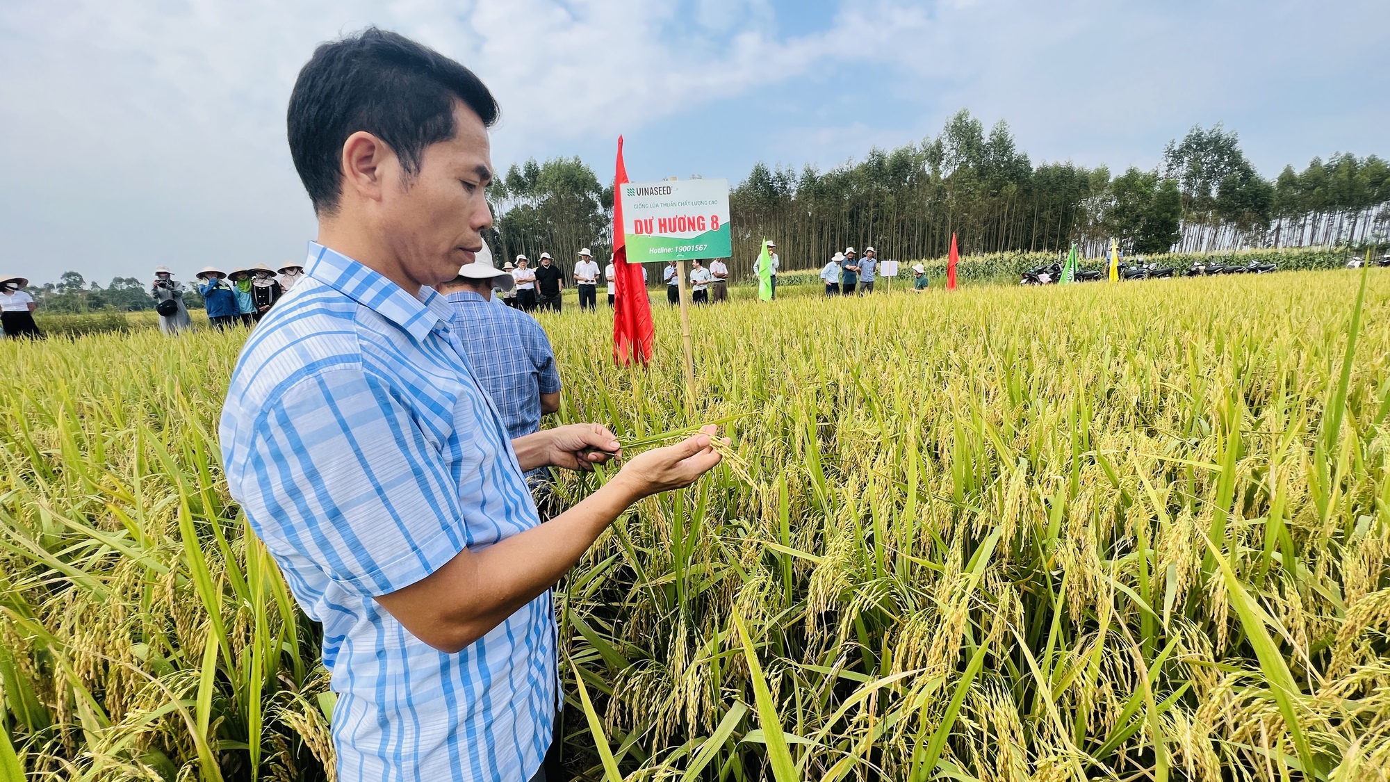 Giống lúa Dự Hương 8 (new): Tiềm năng và triển vọng trong sản xuất nông nghiệp Bắc Giang- Ảnh 2.