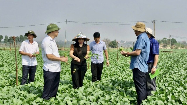 tăng diện tích sản xuất, bảo đảm nguồn cung nông sản Tết Ất Tỵ