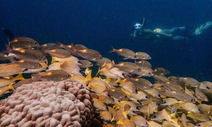 A week of Vietnamese tourists diving to hunt giant fish in Maldives